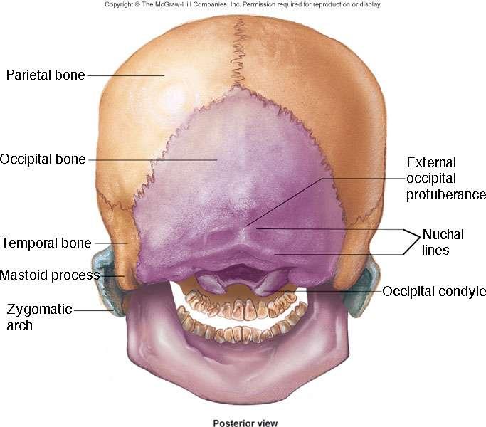 Skull or Cranium