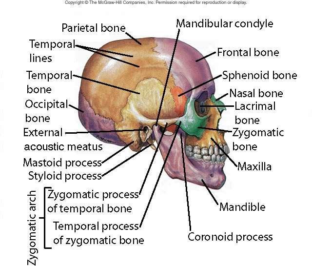 Lateral View of Skull External acoustic meatus Mastoid Process Zygomatic