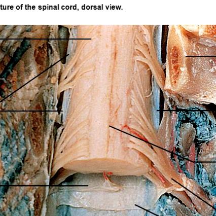 Fasciculus gracilis and fasciculus cuneatus travel the length of the spinal cord on its dorsal (posterior)