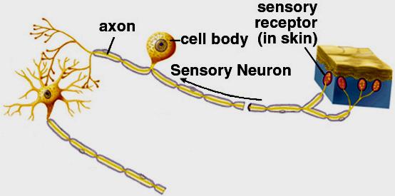 Body Sensation Stimuli touch, vibration, proprioception, pain, temperature Sensory Receptors modified nerve endings How are stimuli transmitted to the brain: encoding