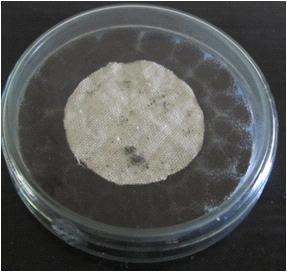 The size of the clear zone was used to evaluate the inhibitory effect of the sample (Plate 5). AATCC 30 test method to evaluate the antifungal activity of the fabric sample: An inoculum of 1.