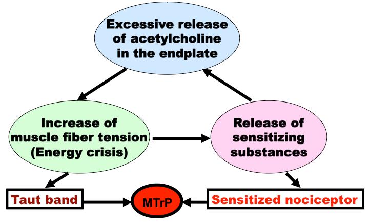 Sarcomere contraction can increase of tension in the muscle fibers (taut band).