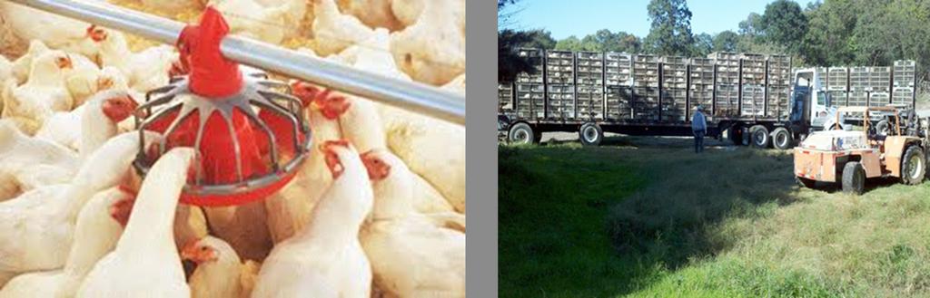 edu> (Edwin Remsberg) Partially grown chickens eating from