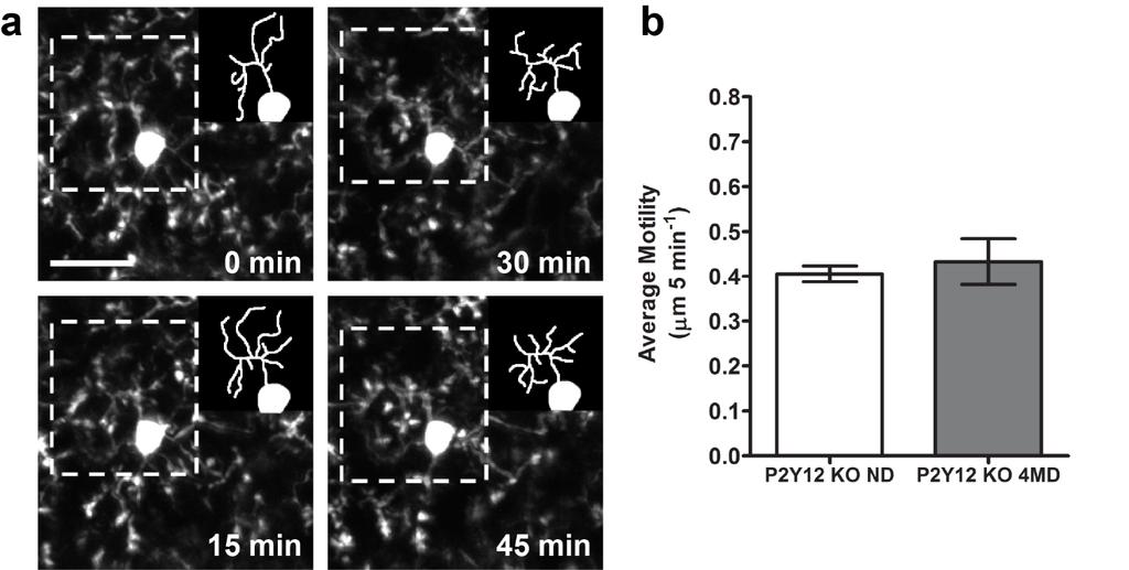 5 Supplementary Figure 5. Confirmation of a lack of change in microglial motility in P2Y12 KO mice after 4 days of monocular deprivation a. Images showing microglia imaged in vivo in P2Y12 KO mice.