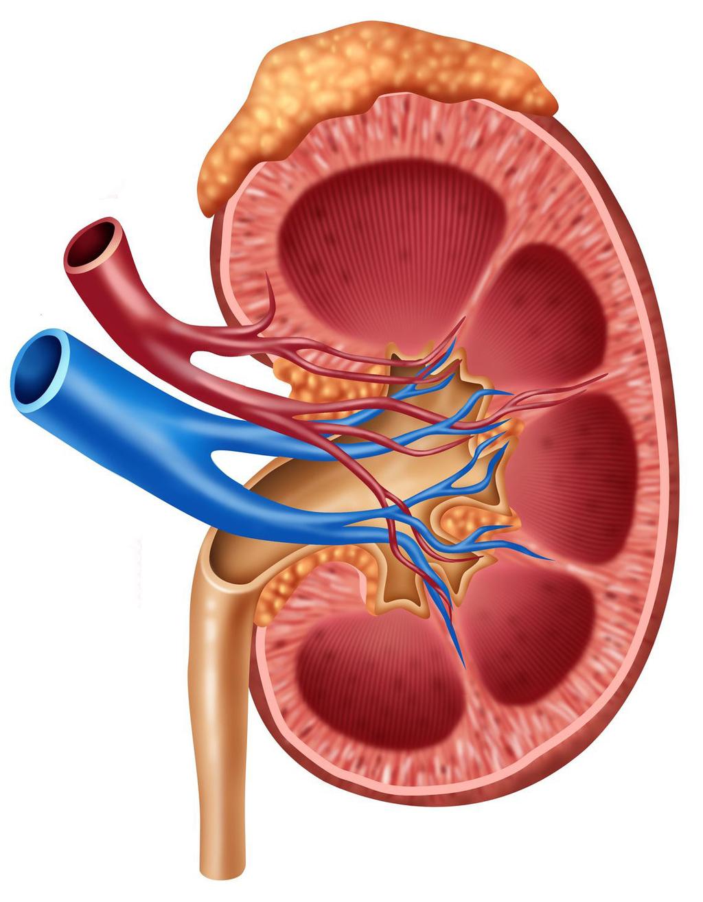 Blood enters the kidney here, through the renal artery.