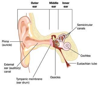 UNDERSTANDING HEARING PROTECTION HEARING DAMAGE IS GRADUAL, OFTEN HAPPENS WITHOUT WORKERS KNOWLEDGE AND ONCE DETERIORATION OCCURS, IT IS IRREVERSIBLE.