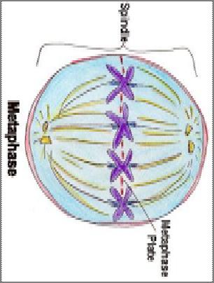 Lesson 3 Asexual Reproduction, Cell Division, Mitosis Why do cells divide and how does it