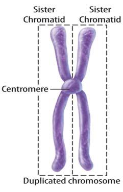 Sci 10F Sister Chromatids were important for Mitosis since it allowed