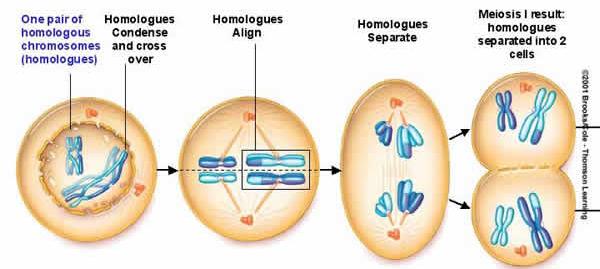 genes and chromosomes) Homologous Chromosomes have all the same genes