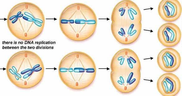 Lesson 4 Meiosis, Sexual Reproduction What role do gametes play in reproduction?