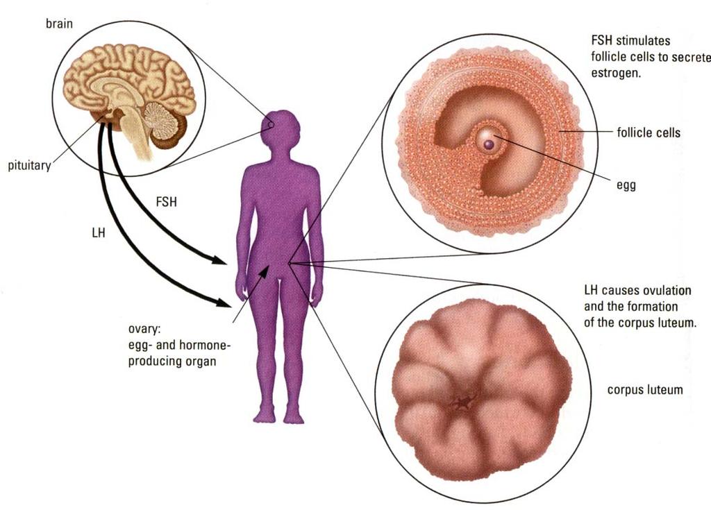 The pituitary gland release 2 hormones (just like in males) that stimulates 2 separate responses Develops the follicles and begins the cycle.