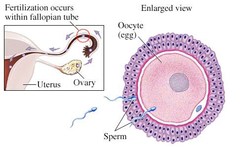 Lesson 6 Human Reproduction, Menstruation/Pregnancy How does a fertilized egg turn into a baby and what determines the gender?