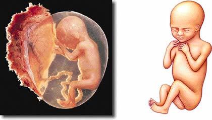 Lesson 6 Human Reproduction, Menstruation/Pregnancy How does a fertilized egg turn