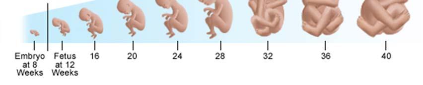 Trimester: Umbilical Cord From fertilization to 3 rd month of all body systems and