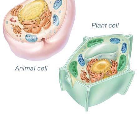 Lesson 1 Cells and Organelles SCI10F Mitochondria: Nickname: T h e C o n t r o l C e n t e r Absorbs gas and use it to break down food.