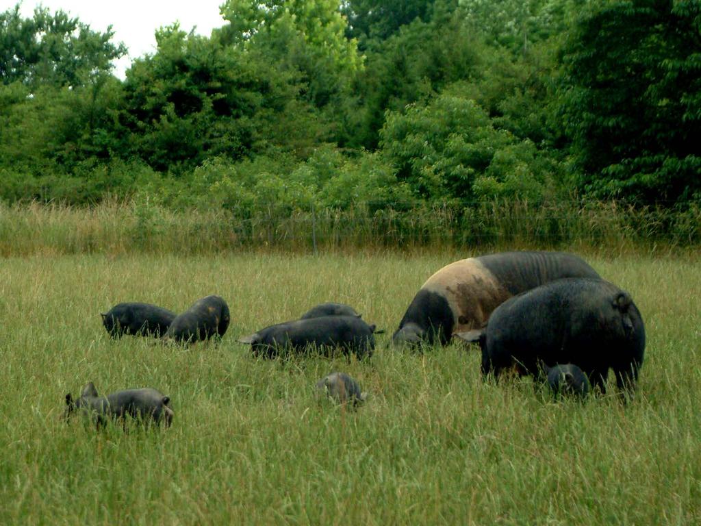 For a Sustainable Pasture Pork Operation: 43 Design a flexible production system adapted to the unique circumstances of your farm. Select an animal breed suitable for outdoor production.