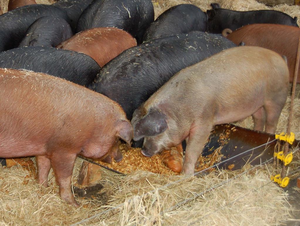 Including alternative feedstuffs in diets for pigs Bred: The use of bread improved growth and increased fatness. No negative effect on pork quality.