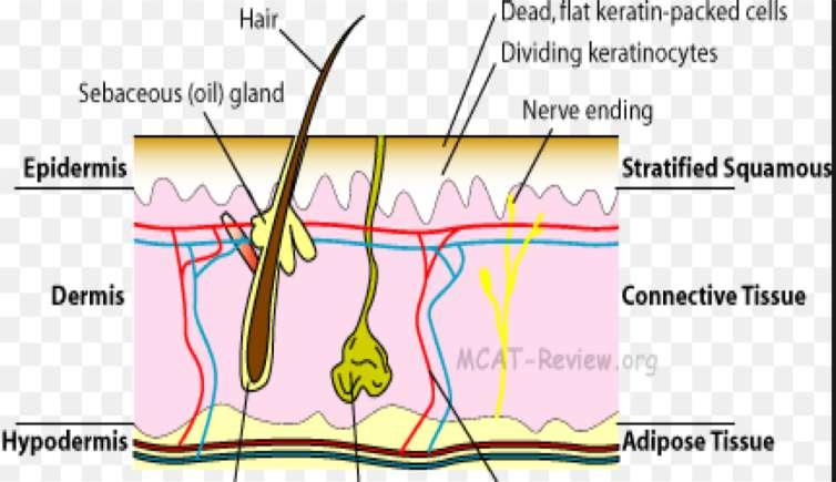 Useful vocabulary Sebum: Oil produced by sebaceous glands within the hair follicle. Keratin: A protein inside cells mainly in the epidermis. 1. It holds skin cells together to form a barrier. 2.