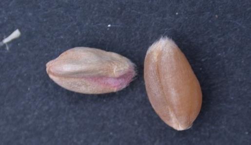 Fusarium Damage Thin shrunken chalk-like kernels White or pinkish
