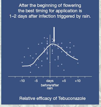 5 How can Bayer CropScience help Reduction of mycotoxins Timing of application Presentation November 23, 2004 Slide 19 5 - How can Bayer CropScience help Folicur and Proline efficacy against Fusarium