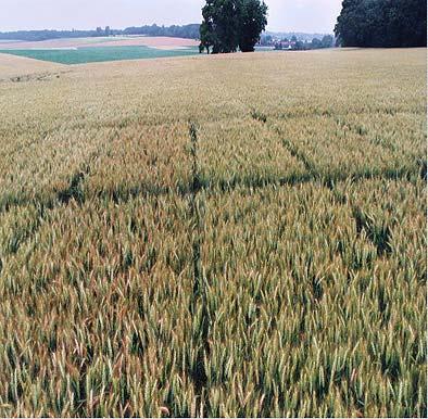 4- What can be done in the field Influence of crop rotation on mycotoxin levels in wheat 3000 DON (ppb) 2000 1000 0 Maize Wheat OSR Pea Beet.
