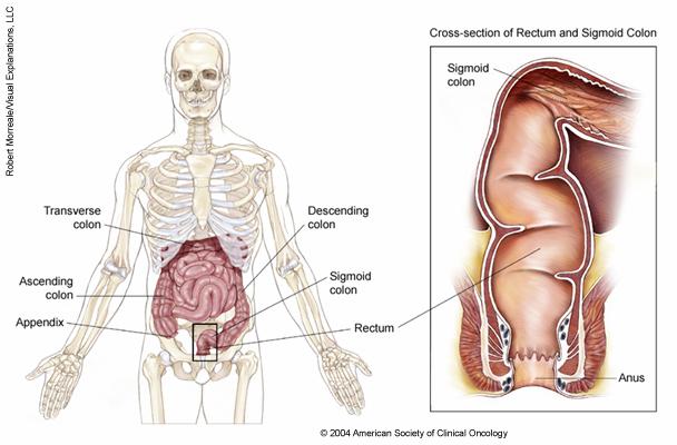 What is the Function of the Colon and Rectum?