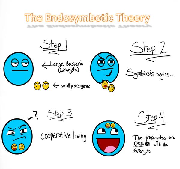 Endosymbiotic Theory First