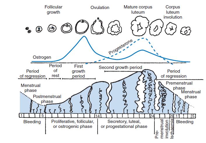 Review: Menstrual Physiology E peak à Ovulation:24h LH