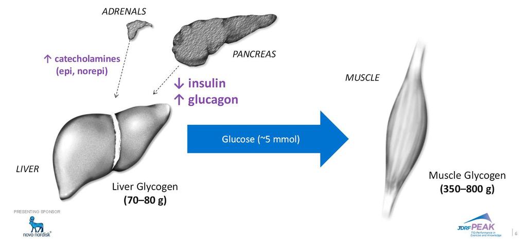 Glucose Provision During Exercise