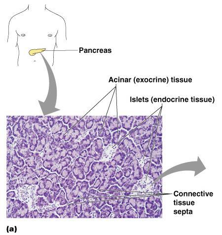 Pancreatic