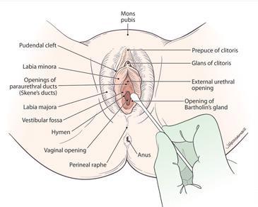 Methodical manner, including all the components of the vulva, as well as the perineum and the