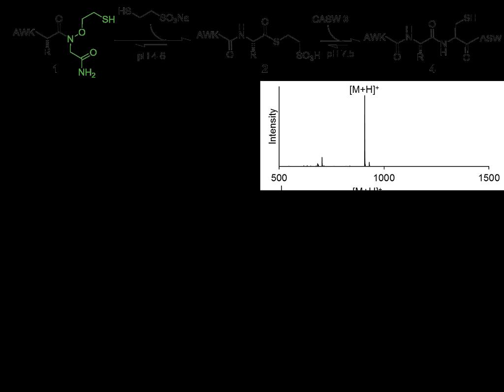 Figure S10. Purified CASW peptide. (A) C18 analytical RP-HPLC chromatogram of purified CASW, 0-73% B, 30 min gradient. (B) ESI-MS of purified CASW. Calcd. [M+H] + 464.2 Da, obsd. 464.2 Da. Figure S11.