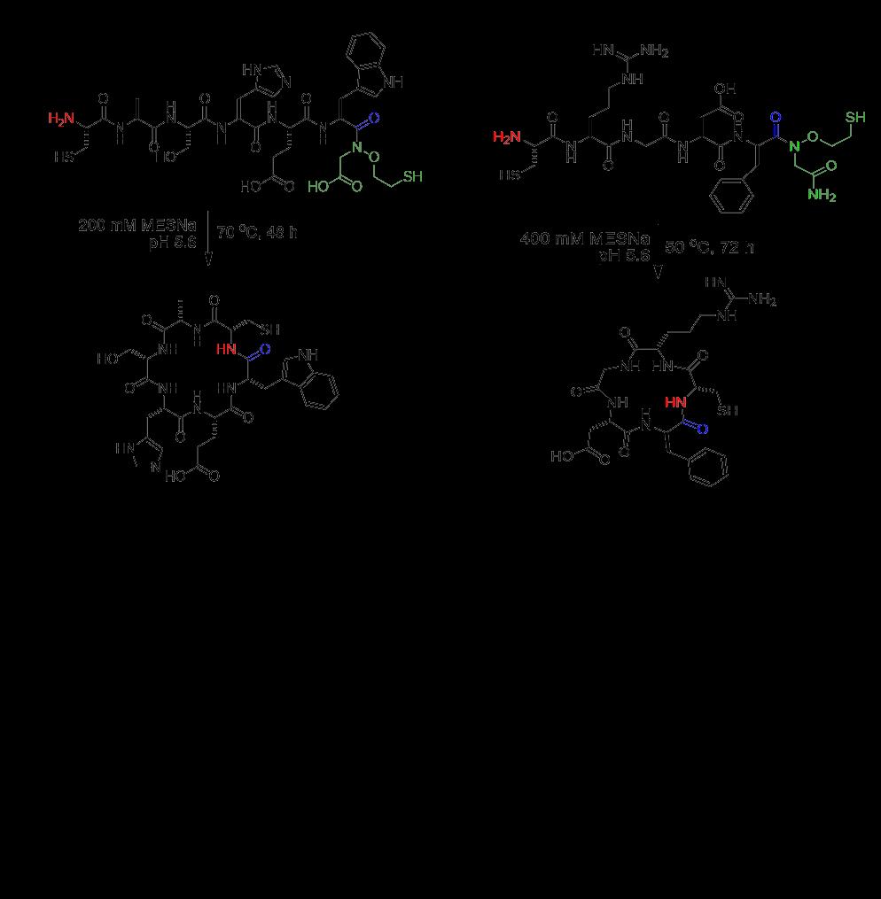 Figure S15. Cyclization of CASHEW-MEGA and CRGD(D-F)-MEGA peptides.