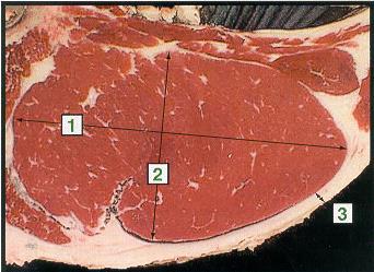 Only Canada A grade carcasses are assessed for a lean meat yield class.