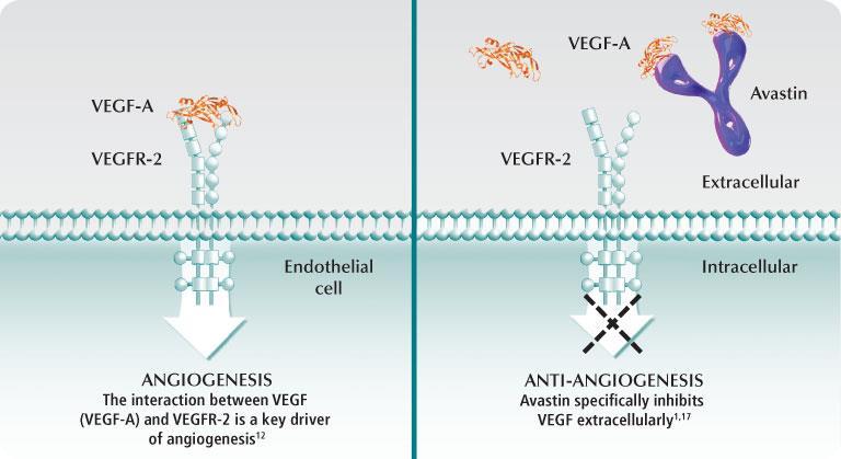 Bevacizumab Bevacizumab (Avastin) angiogenesis inhibitor Recombinant humanized monoclonal antibody vascular endothelial growth factor (VEGF) On May 5, 2009, the FDA granted accelerated approval to
