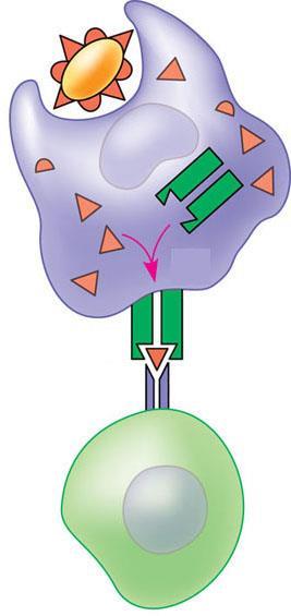 The combination of MHC molecule and antigen is recognized by a T cell, alerting it to the infection.