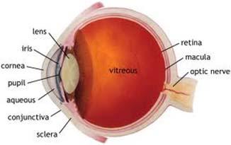 ETHAMBUTOL IN CHILDREN Risk of optic neuritis: Visual acuity Color perception Dose related Usually reversible Risk around 1-3% in adults Risk in children about the same EMB safe in children with