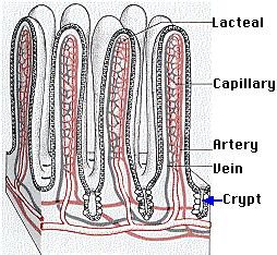 capillaries, called lacteals, in the center of each villus. The blood capillaries absorb most nutrients, but the fats and fat-soluble vitamins are absorbed by the lacteals.