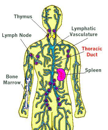 Figure 5.4.2 Lymphatic Vessels and Organs (http://www.acm.uiuc.edu/sigbio/project/lymphatic/index.