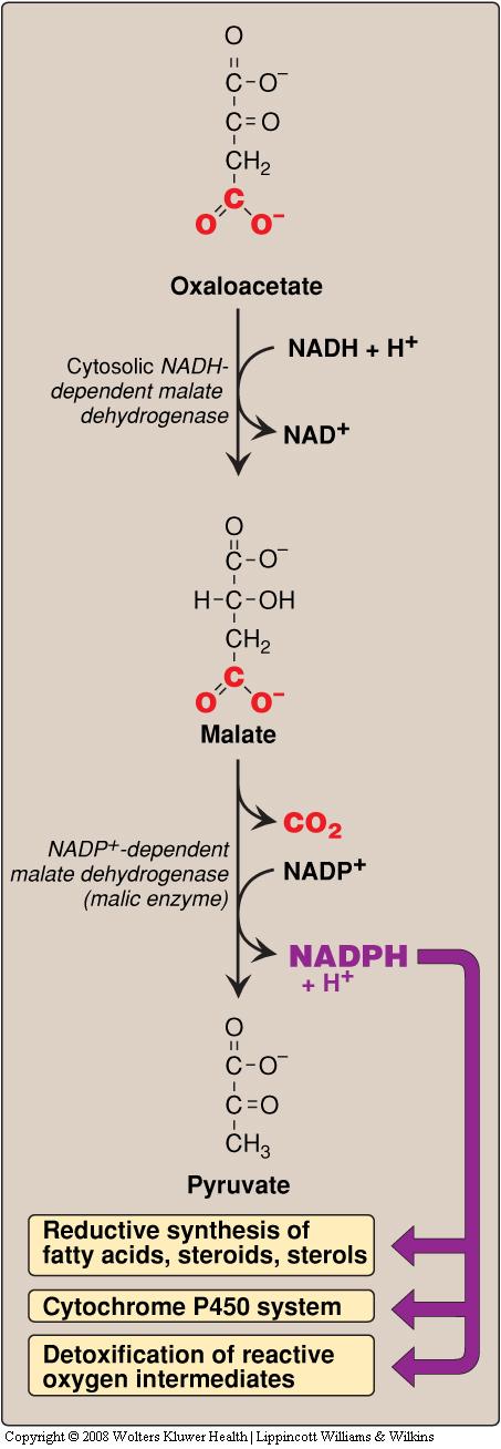 Lipid Metabolism, part 2 1 Summary of fatty acid synthesis 8 acetyl CoA + 14 NADPH