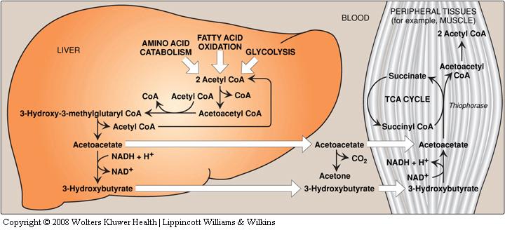 Synthesis of ketone bodies by the liver 1. During fasting, oxaloacetate is diverted to gluconeogenesis and hence is unavailable to the TCA cycle. 2.
