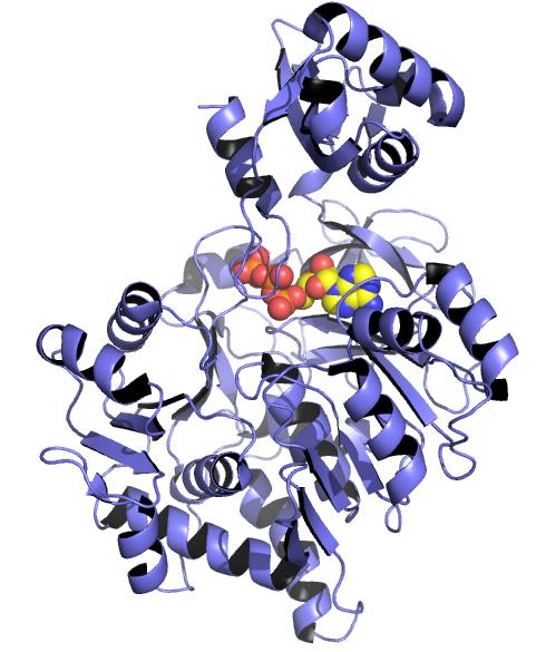 Acyl-CoA-Synthase Catalyzes the Activation of Fatty Acids 13 Acyl-CoA-Synthase Catalyzes the Activation of Fatty Acids 1.
