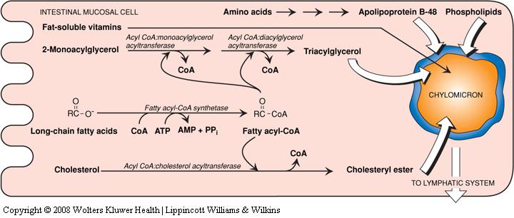 2. Triacylglycerol synthase re-joins 2-monoacylglycerol with two fatty
