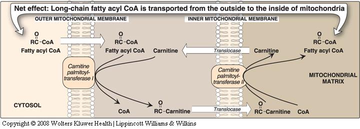 β-oxidation of fatty acids occurs within mitochondria acyl- CoA Synthase misleading arrow: acyl CoA is not directly shared