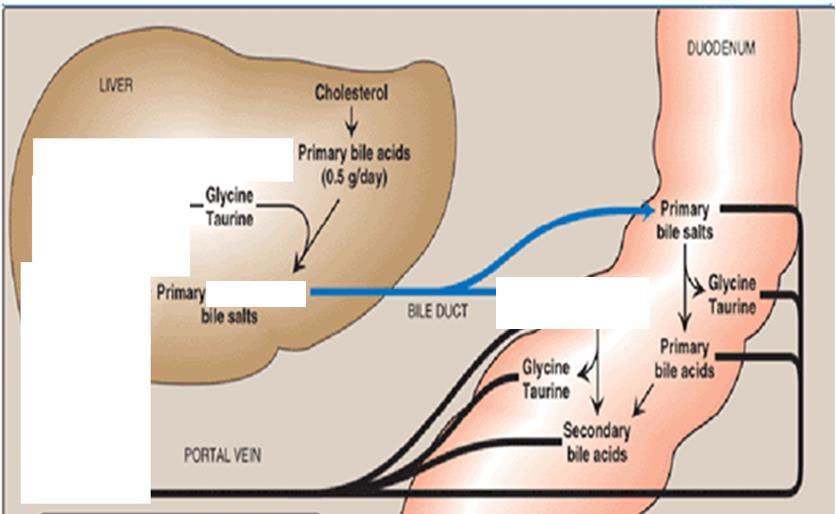 Enterohepatic Circulation of Bile (Salts) Primary