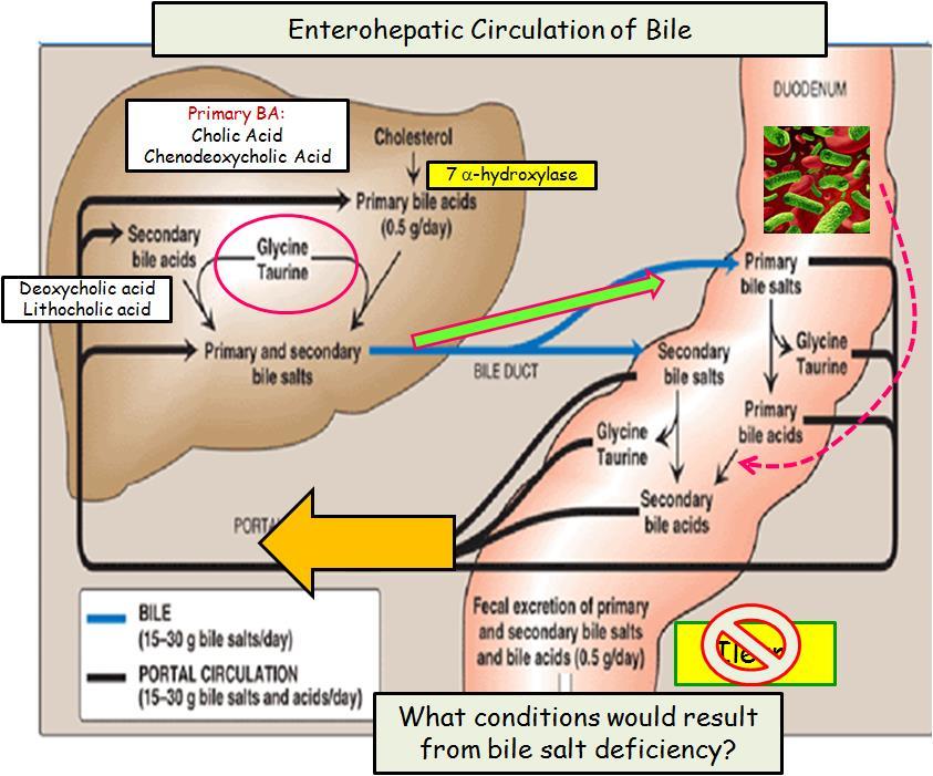 Don t lose your bile on the fine particulars You need to be familiar with the concept of enterohepatic circulation and implication of its failure Failure Liver (cirrhosis; no bile