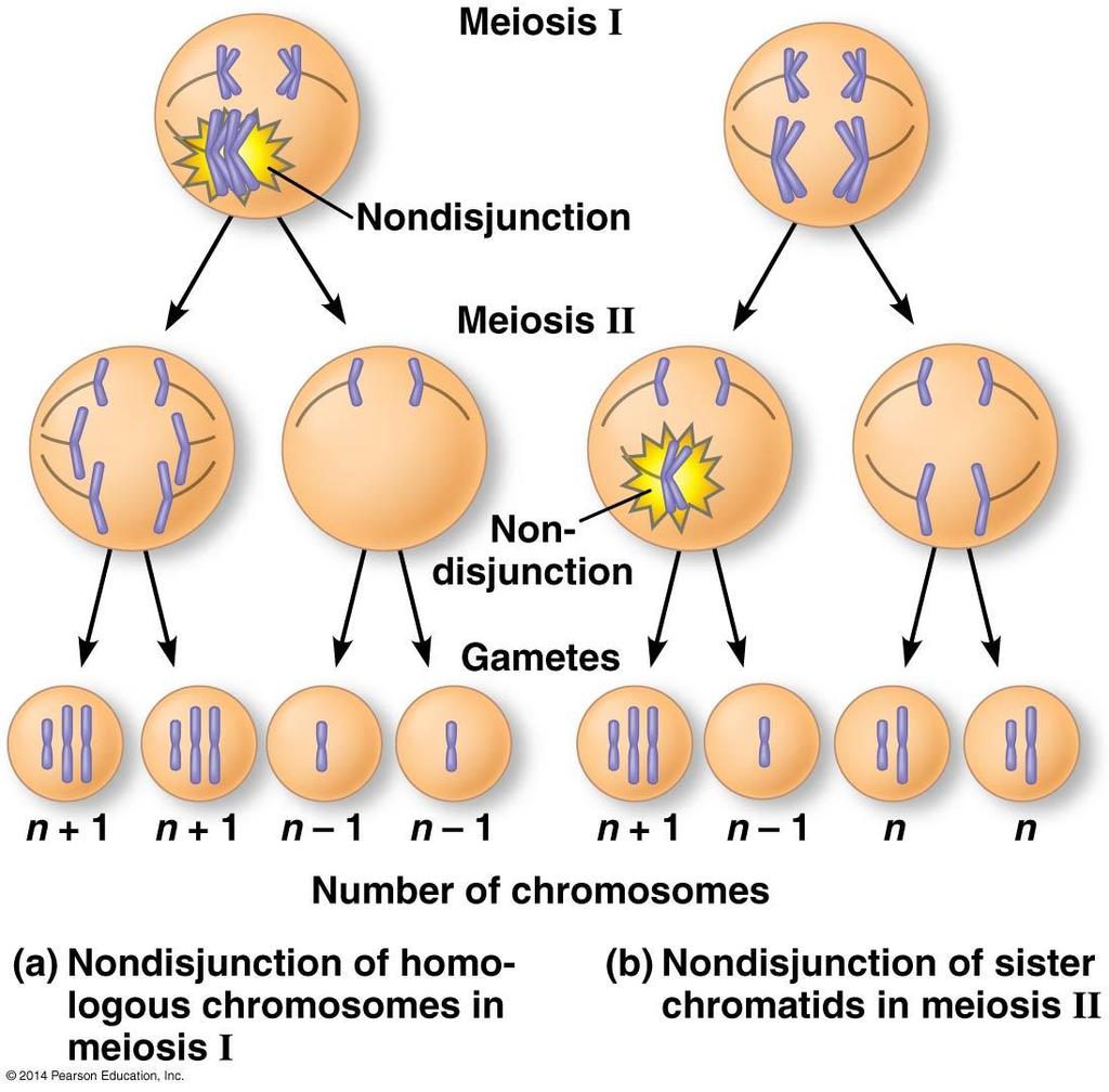Alteratins f chrmsme number r structure cause sme genetic disrders 15.