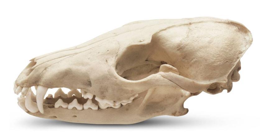 ... Question 5: A) This is an animal skull. Look at its teeth.