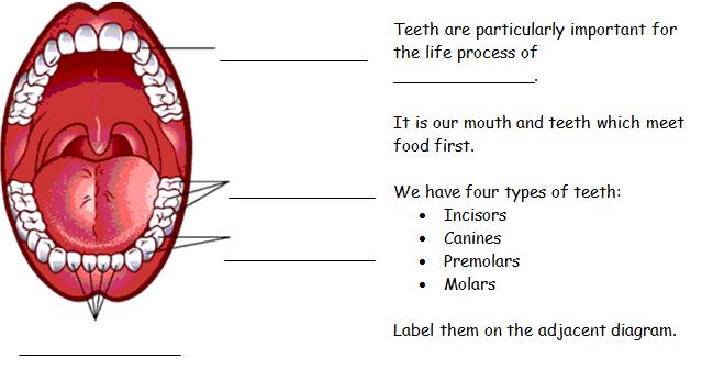Question 2: a- canines molars premolars incisors b-write true or false 1- Humans have 3 sets of teeth in their life. False.. 2- Children have 32 milk teeth. False. c-mohab makes a poster.