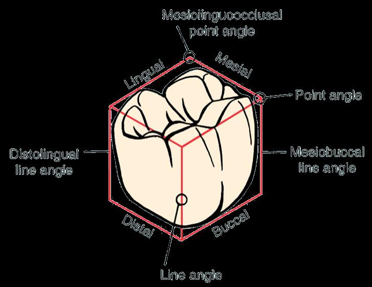Line Angles To further specify location on a tooth, the concept of line angles and point angles is